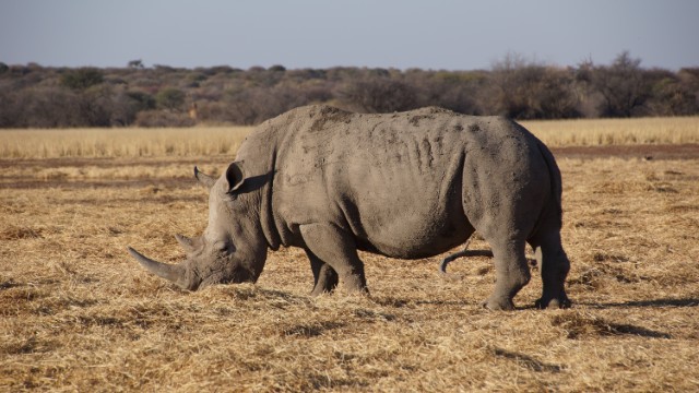 Tracciamento dei rinoceronti bianchi | Tour Namibia