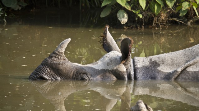 Rinoceronte Chitwan Park | Tour in Nepal