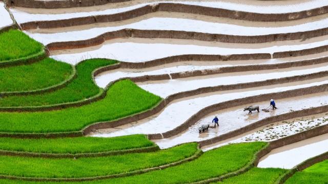 Rice Terrace Sapa
