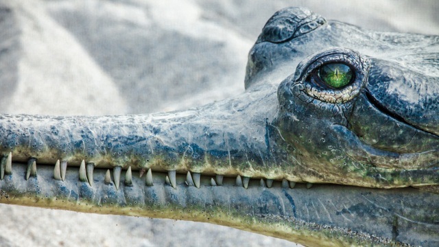 Safari Chitwan NP | Tour Nepal