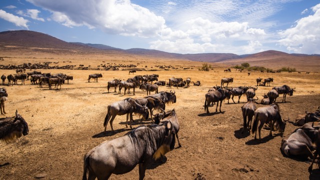 Gnu nel Ngorongoro | Safari in Tanzania