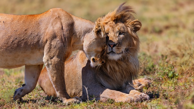 Leoni nel Serengeti | Safari Tanzania