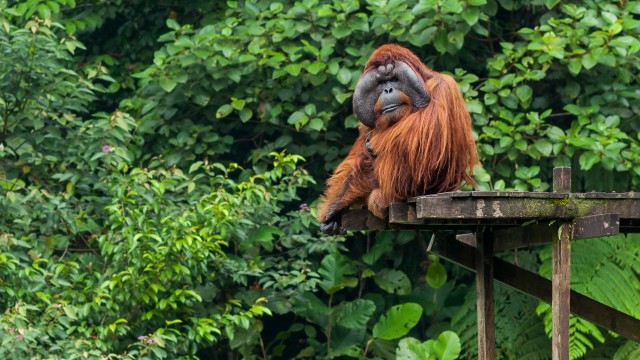 Orang Utan