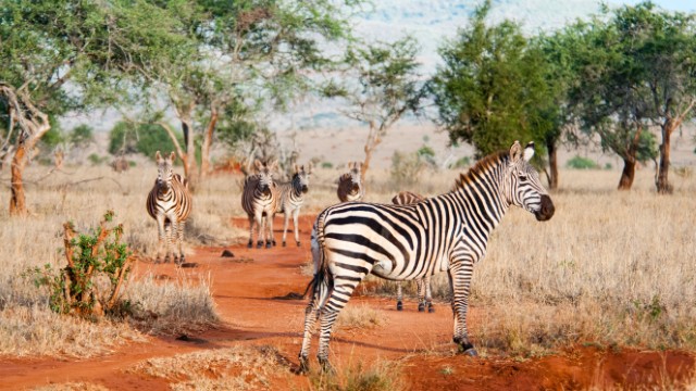 Safari a Taita Hills | Safari in Kenya