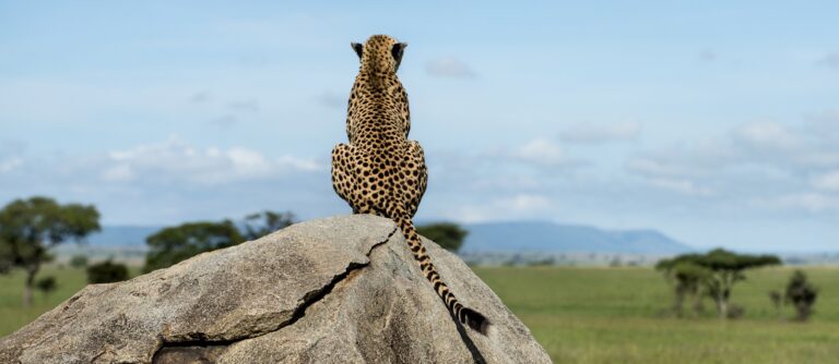 Tanzania Safari, i parchi del nord