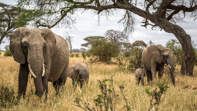 Elefanti nel Tarangire National Park