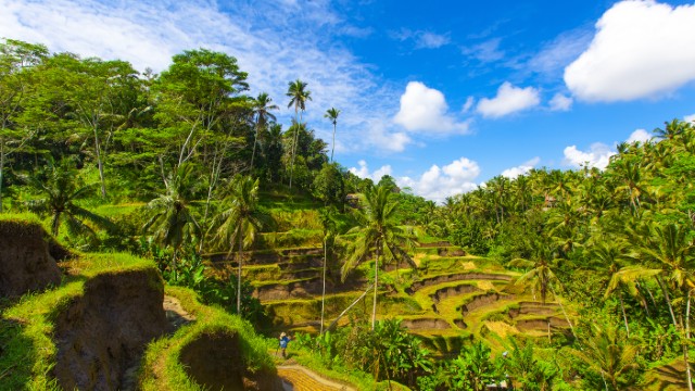 Tegalalang Ubud Bali | Itinerario Indonesia 2 settimane