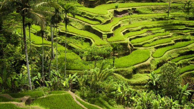 Risaie terrazzate di Tegallalang | Viaggio a Bali