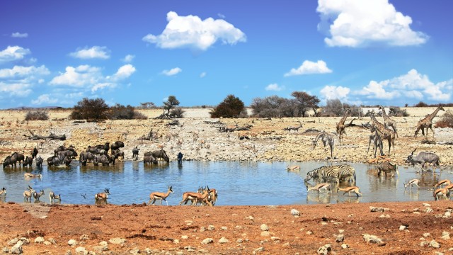Etosha waterhole | Namibia Viaggi