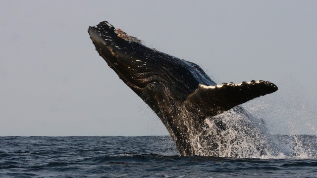 Balene Tadoussac | Viaggio in Quebec