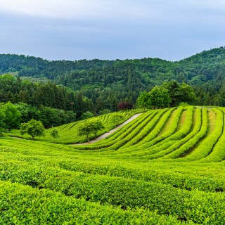I campi di tè di Boseong