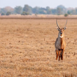 Gorongosa National Park