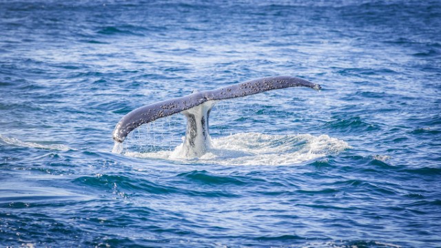 Jervis Bay | Australia On The Road