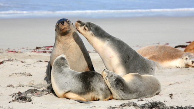 Leoni marini, Kangaroo Island