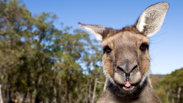 Canguro, Kangaroo Island