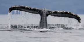 Balena nelle acque del Canada | Viaggiare in Canada