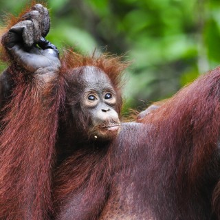 Tanjung National Park